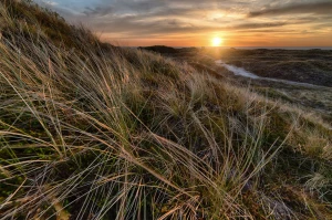 Czy można gotować wegańsko w dzień?